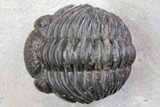Bargain, Pedinopariops Trilobite - Mrakib, Morocco #137689-1